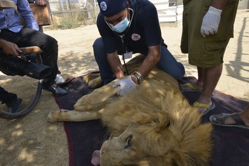 Dr. Amir Khalil versorgt einen Löwen im Zoo von
Gaza