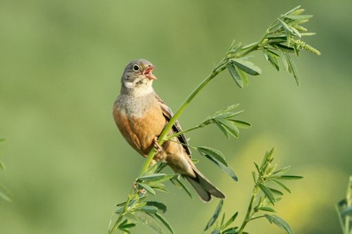  Der Ortolan singt in Österreich bald nicht mehr. Ob
Klimaerwärmung oder die intensivierung der Landwirtschaft - viele
Vogelarten finden jetzt schon keinen Lebensraum mehr vor.