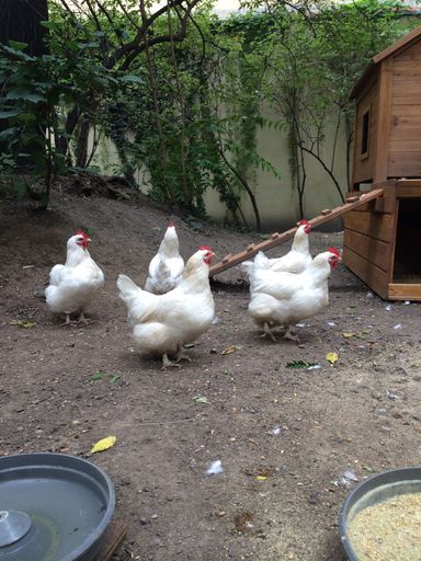 Sommerfrische Hühner im AllYouNeed Hotel Vienna2