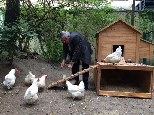 Vorschau Bild von Sommerfrische Hühner von Toni Hubmann