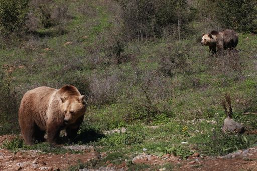 Ero und Mira konnten bereits ihr neues, ein Hektar
großes naturnahes Gehege beziehen