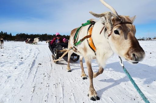 Vorschau Bild von Rentier-Schlittenfahrt in Lappland
