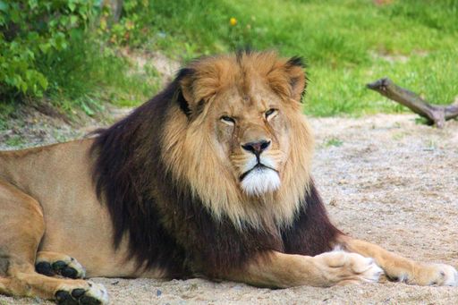  Löwe Simba lädt zum Tag der offenen Tür in die
Tierwelt Herberstein.