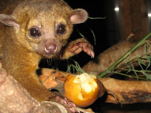 Wickelbär Gina hat endlich ein neues Zuhause in
der Tierwelt Herberstein gefunden.
