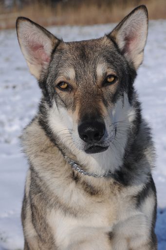 Wolfshund Amarok
