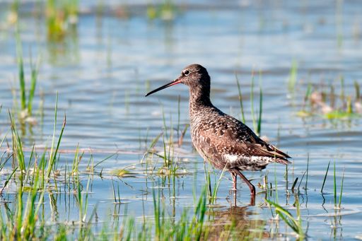  Mit dem Dunklen Wasserläufer ist der erste Zugvogel
im Seewinkel eingetroffen