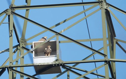 APG-Strommasten beliebter Brutplatz bei Sakerfalken
Foto: Abdruck bei Nennung des Fotografen honorarfrei.