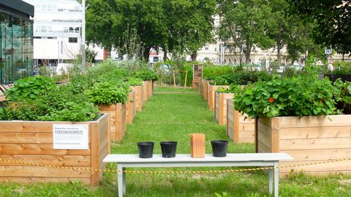  Forschungsgarten bestätigte die Unbedenklichkeit
der Ernte am Karlsplatz