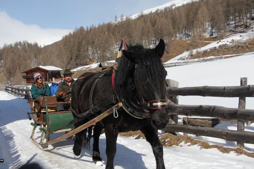 Vorschau Bild von Pferdeschlittenfahrt über die noch schneebedeckten Apriacher
Almen in der Nationalpark-Region Hohe Tauern