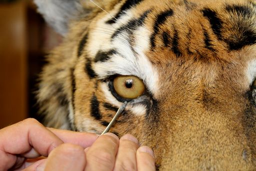  Präparation eines Tigers in der Zoologischen
Hauptpräparation des NHM Wien