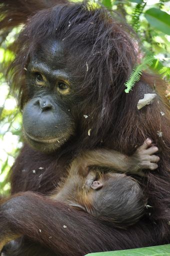  Orang-Utan-Dame Signe mit ihrem Baby