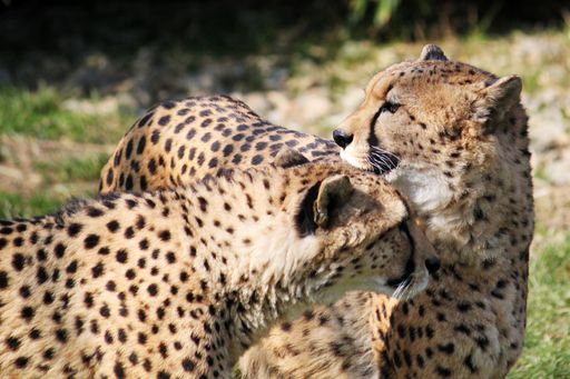  Kito und Kubango sind gestern in der
oststeirischen Tierwelt Herberstein angekommen.
