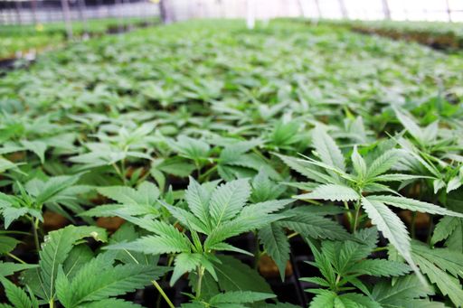 Vorschau Bild von Der Hanfgarten nicht in voller Blüte und damit
legal