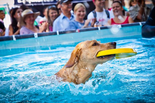  Kostenlos ausprobieren beim 2. Badener Hundetag am
31. Mai auf der Trabrennbahn Baden