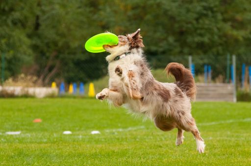 Vorschau Bild von Beim Dog Frisbee Turnier am Badener Hundetag zeigen
Profis Ihr Können - Bei den zwei Anfänger Workshops um 12.00 und
16:20 können Hundehalter diese Sport spielerisch erlernen.