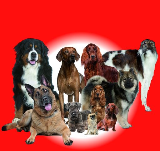 3000 Hunde aus über 250 Rassen erwarten Sie