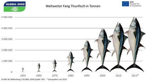 Grafik - Entwicklung des weltweiten Thunfisch-Fangs seit 1950