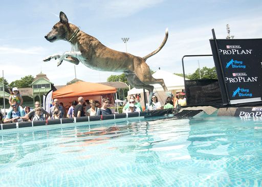 Proplan Dogdiving zu Gast in Oberwart