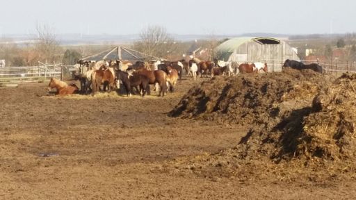 Vorschau Bild von Zu viele Pferde um einen der wenigen Futterplätze, neben
meterhohen Kotbergen