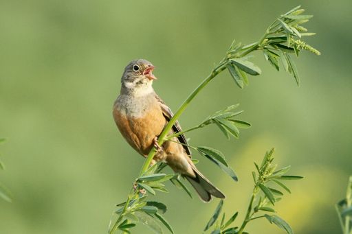  Das letzte Vorkommen des Ortolans liegt in einem Schutzgebiet des
Tiroler Inntales. In diesem Jahr ist nur ein singendes Männchen
erschienen. 2005 wurden dort noch 26 Reviere gezählt. Bis in die
1960er Jahre besiedelte diese Art noch das Weinviertel mit über 200
Paaren, das Leithagebirge oder auch das Lienzer Becken.