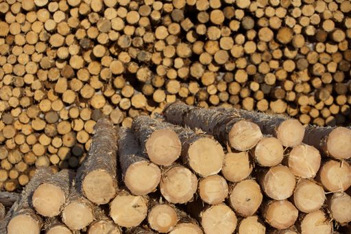 Vorschau Bild von Bild 2: im Sägewerk Darstellung von Rundholz