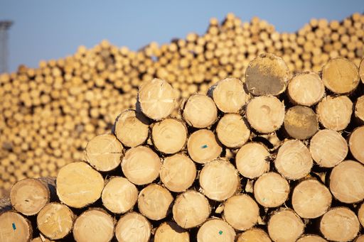 Vorschau Bild von Bild 3: im Sägewerk Darstellung von Rundholz