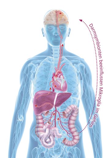 Vorschau Bild von Innovativer Therapieansatz: Die Bauch-Leber-Hirn-Achse