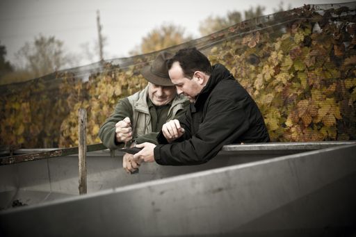 Vorschau Bild von Qualitätskontolle der Trauben im Weingarten