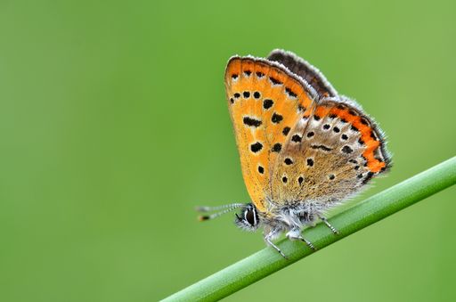 Zum Schutz des Blauschillernden Feuerfalters müssen noch Natura
2000-Gebiete ausgewiesen werden