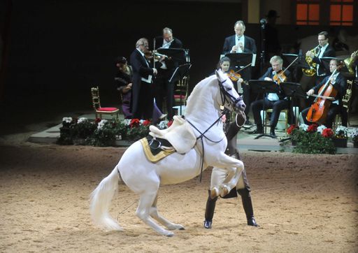 Vorschau Bild von Erstmals zeigten die Lipizzaner wieder mit Live-Musik ihre
weltberühmten Schulen über der Erde