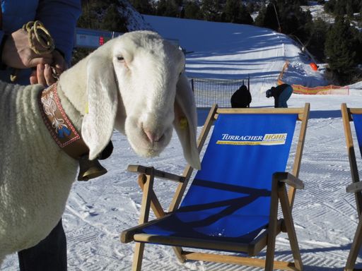 Vorschau Bild von 1. Schafrennen in den Alpen auf der Turracher Höhe