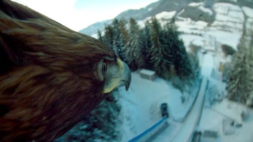 Der tierische Schauspielkollege von Tobias Moretti
und Patenkind der ÖSV-Skisprungathleten, Adler Alexander der Große,
flog im Wettkampf mit den Skispringern über die Schanze am Kulm und
begeisterte die Welt mit seinen Eagle Cam-Aufnahmen!