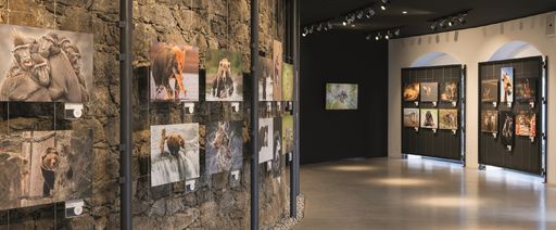 Hartlauer Fotogalerie: Fotowettbewerbe 2016 starten
