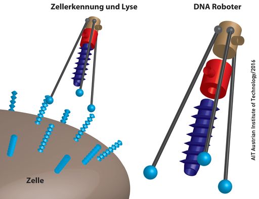 Ein funktionaler DNA Roboter aus DNA der
bakterielle Erreger und Tumorzellen aufspüren und zerstören kann