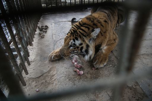 Tiger Laziz im Khan Younis Zoo war bereits halb
verhungert