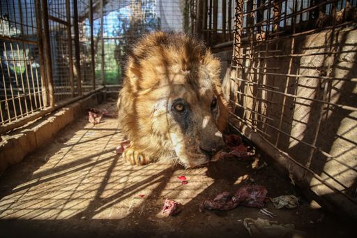 Ein hungriger Löwe im Rafah Zoo in Gaza bekommt
Futter vom VIER PFOTEN Einsatzteam