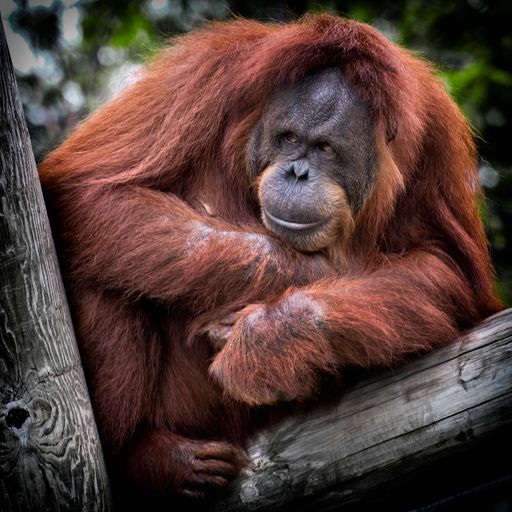  Der Orang-Utan: Symbolisch steht er für viele
Tierarten, die durch die Zerstörung ihrer Lebensräume akut vom
Aussterben bedroht sind.
