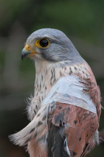 Der verletzte Turmfalke erholt sich in der EGS