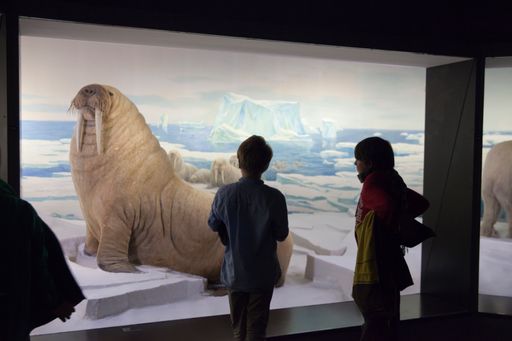 Museumsnacht Bern - Naturhistorisches Museum /
Weiterer Text über ots und www.presseportal.ch/de/nr/100059535 / Die
Verwendung dieses Bildes ist für redaktionelle Zwecke honorarfrei.
Veröffentlichung bitte unter Quellenangabe: "obs/Museumsnacht Bern
2016/Nelly Rodriguez"