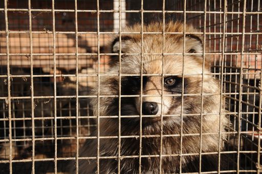 Ein Marderhund in einem Käfig einer Pelzfarm