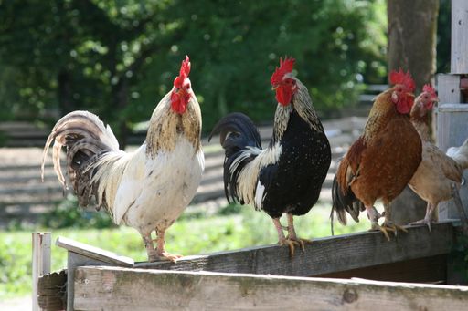 Pfotenhilfe beklagt Trend zur eigenen Hühnerschar