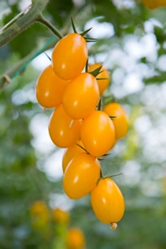 Vorschau Bild von Rispe mit reifen Früchten