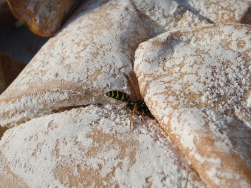 Vorschau Bild von Kaum will man im Sommer Eis oder Kuchen im Freien genießen, hört
man sie schon heran summen. Süße Getränke, Eis oder warme Speisen
sind bei den schwarz-gelb-gestreiften Insekten, den Wespen, sehr
beliebt.