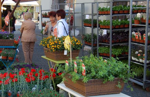 Pflanzenflohmarkt Hall in Tirol