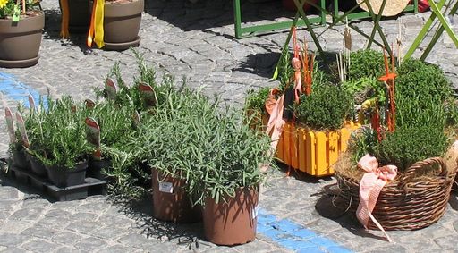 Vorschau Bild von Pflanzenflohmarkt Hall in Tirol