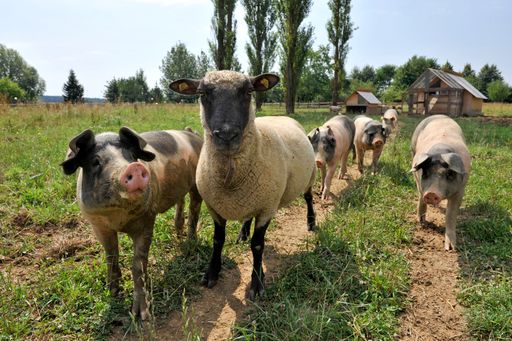 Vorschau Bild von Tier-WG