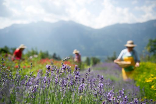Kräuter sammeln und verarbeiten.