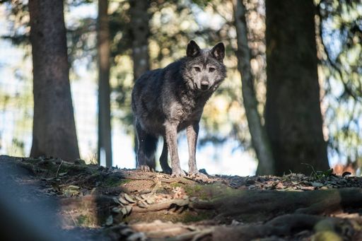 Einer der Wölfe im stillgelegten Tierpark Enghagen
