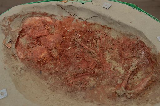  Männlicher Säugling, Skelettfund vom Wachtberg in
Krems (NÖ)