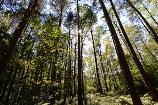  Staunen über die Auswirkungen des Waldes auf
Körper, Geist und Seele